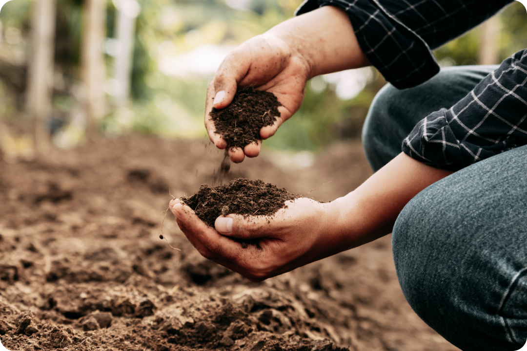 Probiotics for Soil: Replenishing Life Beneath Our Feet
